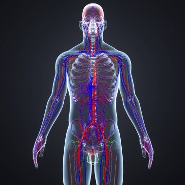 Kan damarları ve lenf bezleri