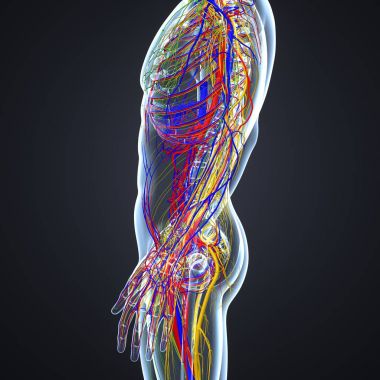 Sinir sistemi ile lenf düğümleri