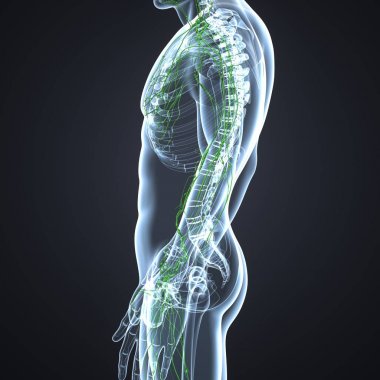 İnsan lenf düğümleri