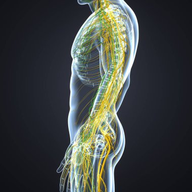 Sinir sistemi ile lenf düğümleri