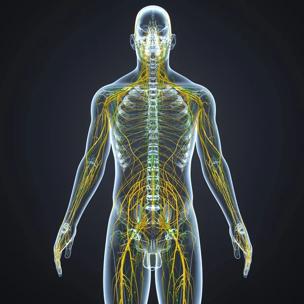 Nerves and lymph nodes — Stock Photo, Image