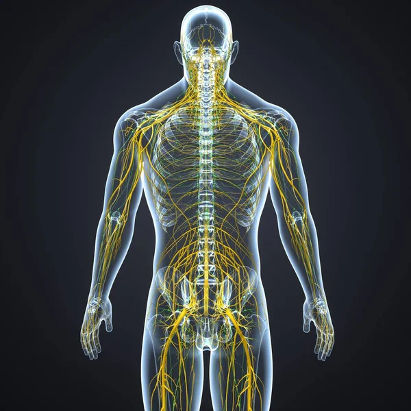 Nerves and lymph nodes — Stock Photo, Image