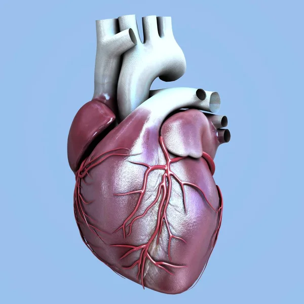 인간의 심장 근육 — 스톡 사진