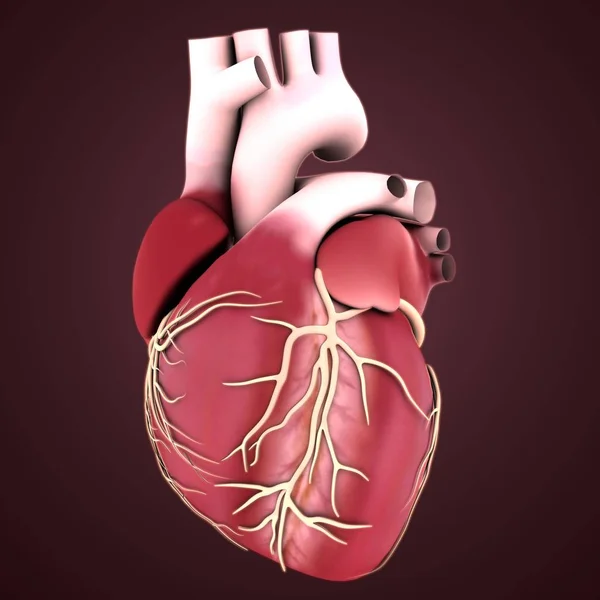 Muscle cardiaque humain — Photo