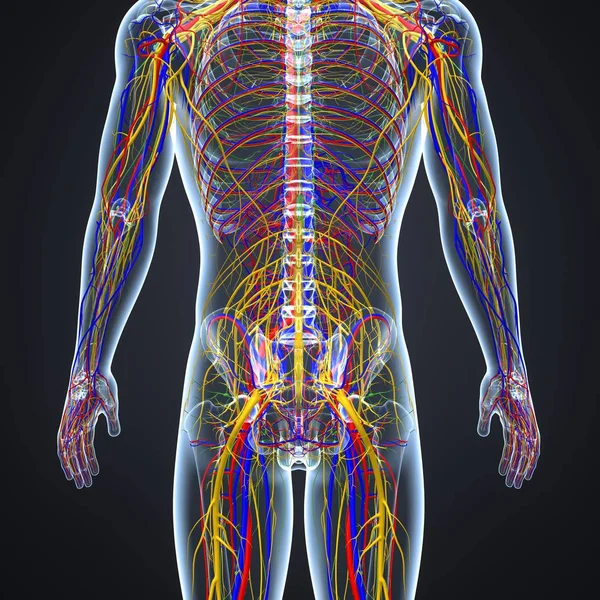 Nervensystem mit Lymphknoten — Stockfoto