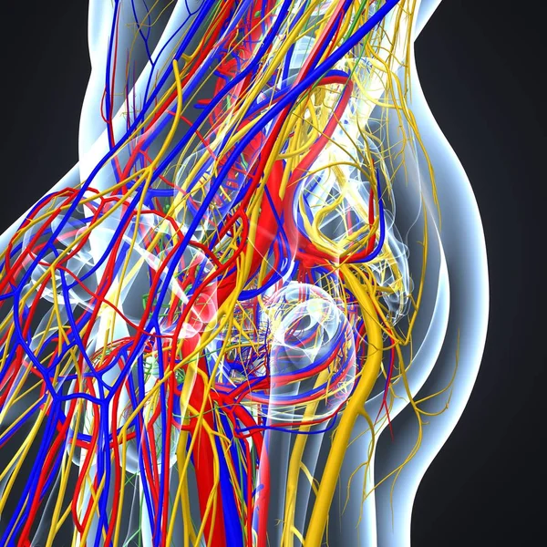 Système nerveux avec ganglions lymphatiques — Photo