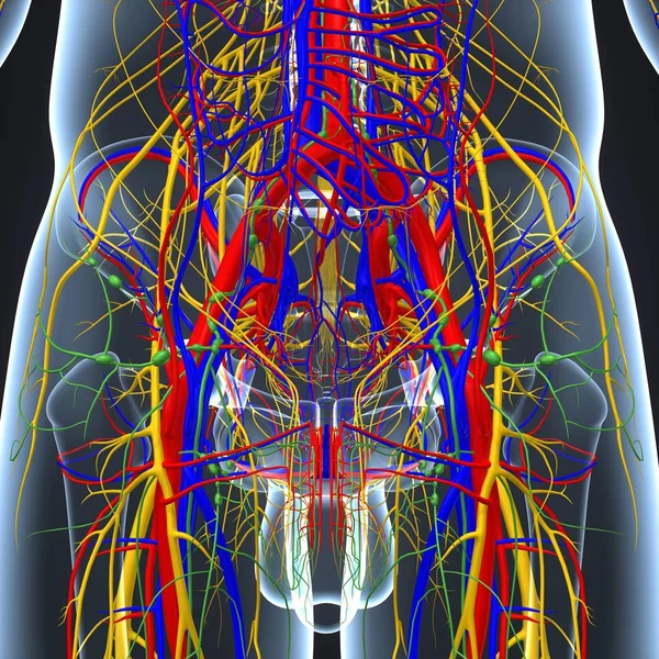 Sinir sistemi ile lenf düğümleri — Stok fotoğraf