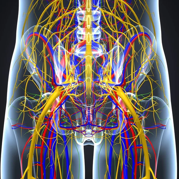 Nervous system with lymph nodes