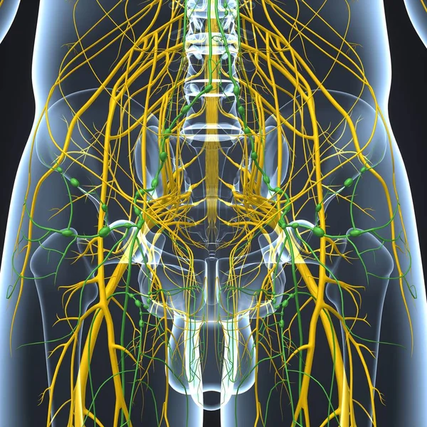 Nervous system with lymph nodes — Stock Photo, Image