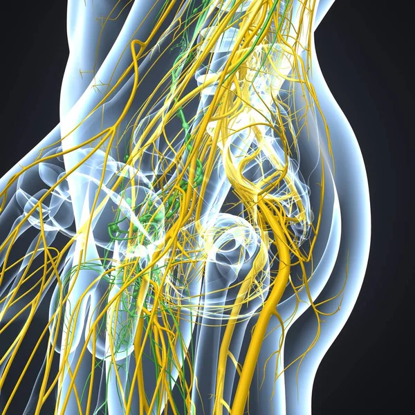 Układ nerwowy z węzłów chłonnych — Zdjęcie stockowe