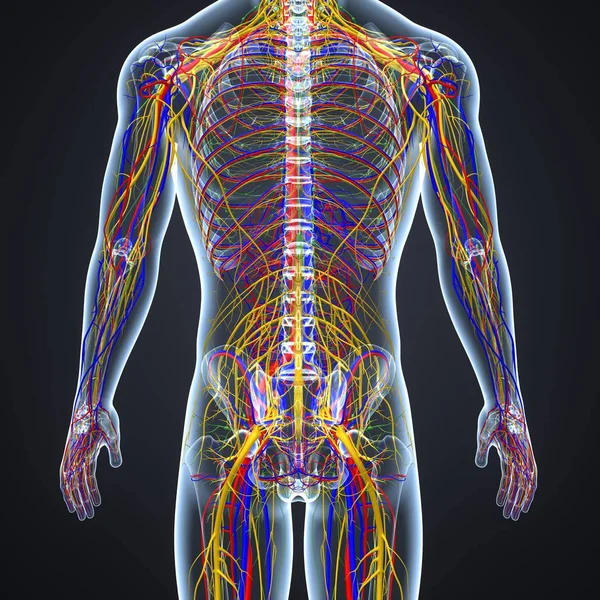 Sistema nervioso con ganglios linfáticos — Foto de Stock