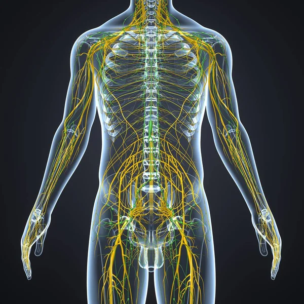 Sistema nervioso con ganglios linfáticos —  Fotos de Stock
