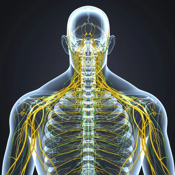 Нервная система с лимфоузлами — стоковое фото