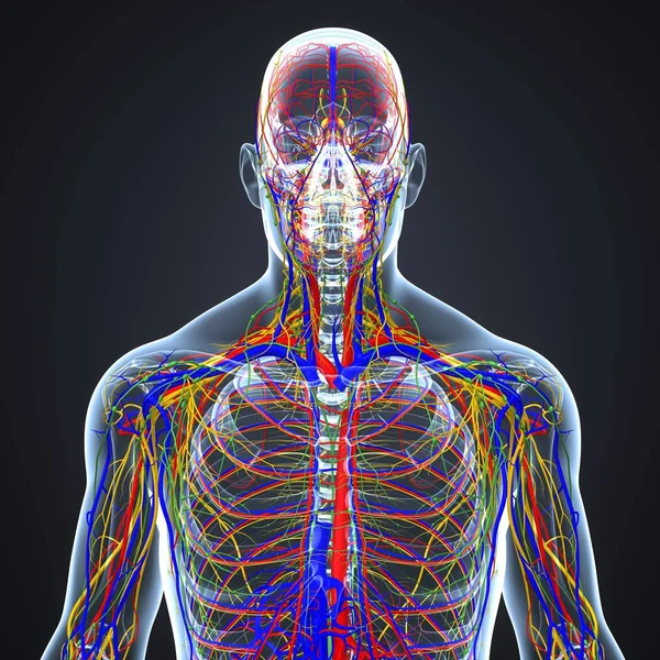 Nervový systém s lymfatických uzlin — Stock fotografie