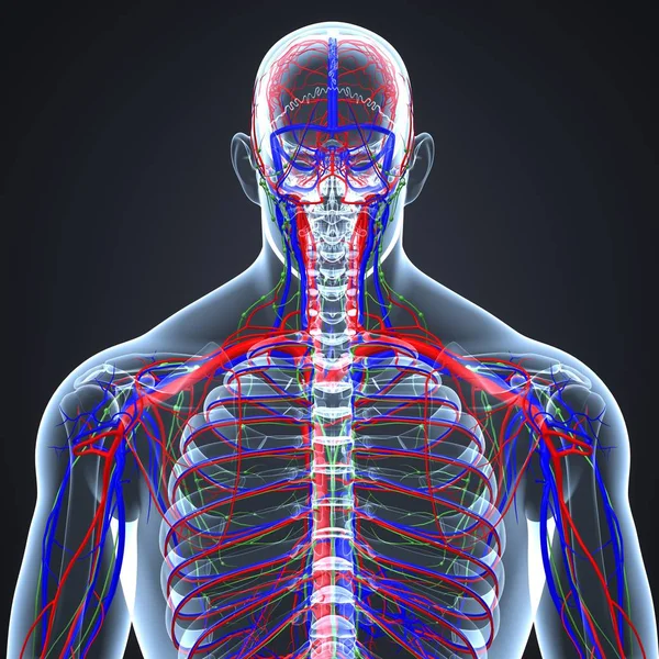 Circulatory system with lymph nodes — Stock Photo, Image