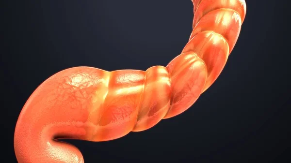 人体肠道模型 — 图库照片