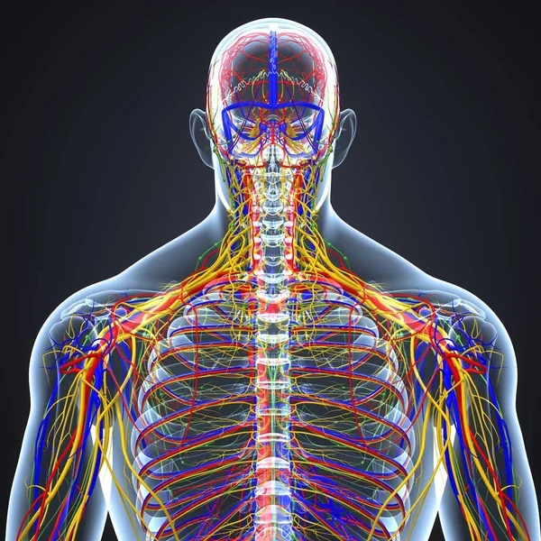 Nervous system with lymph nodes