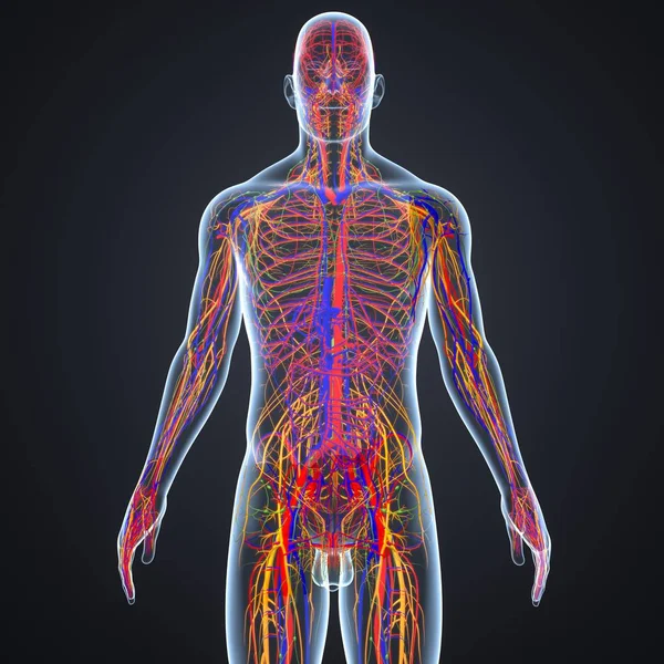 Nervous system with lymph nodes — Stock Photo, Image