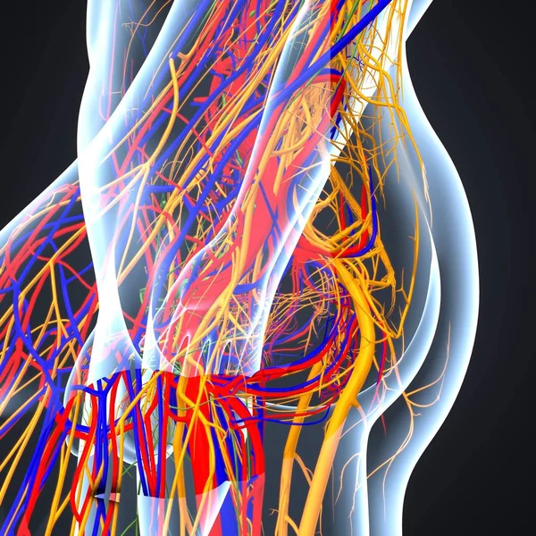 Système nerveux avec ganglions lymphatiques — Photo