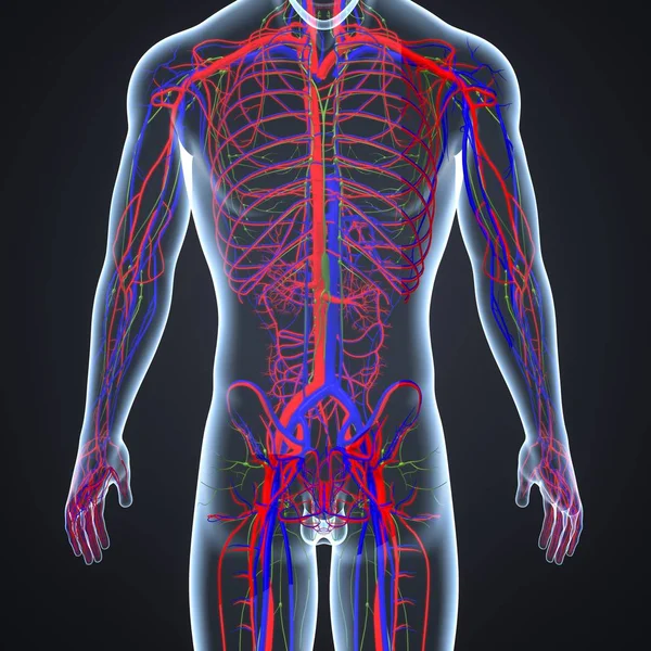 Système circulatoire avec ganglions lymphatiques — Photo