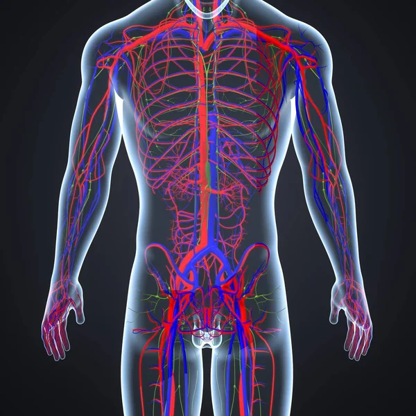 Circulatory system met lymfklieren — Stockfoto