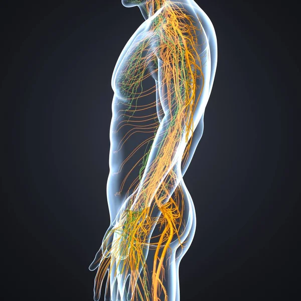 Нервная система с лимфоузлами — стоковое фото
