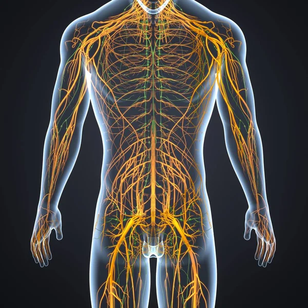Nervensystem mit Lymphknoten — Stockfoto