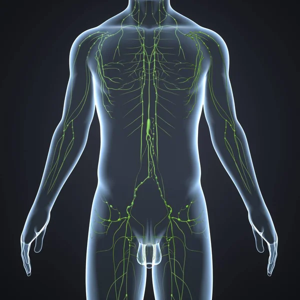 Human Lymph nodes — Stock Photo, Image