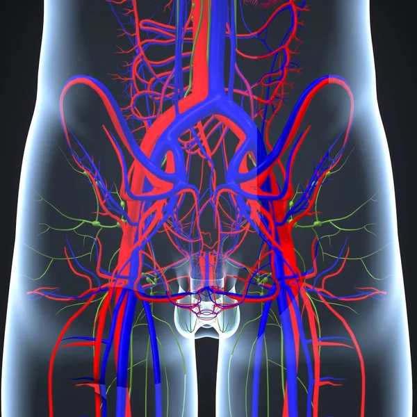 Circulatory system with lymph nodes — Stock Photo, Image