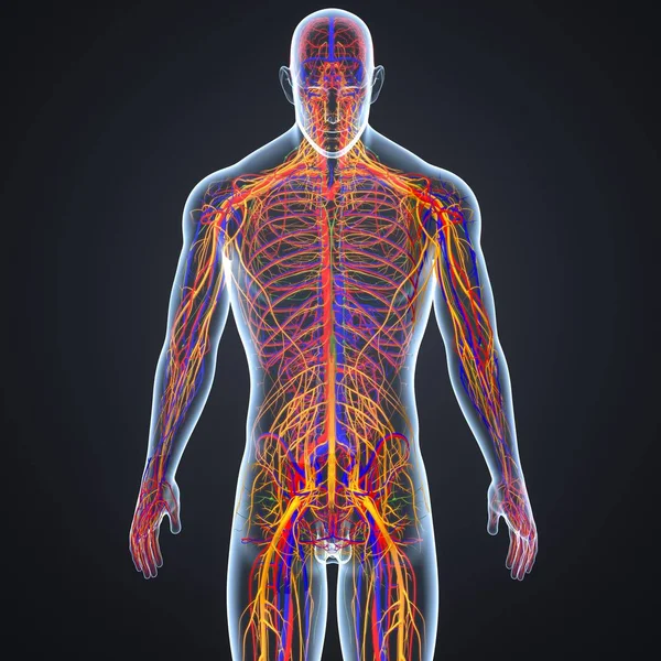 Nervous system with lymph nodes — Stock Photo, Image