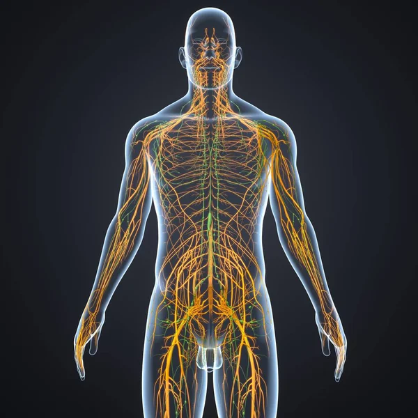 Nervous system and lymph nodes — Stock Photo, Image