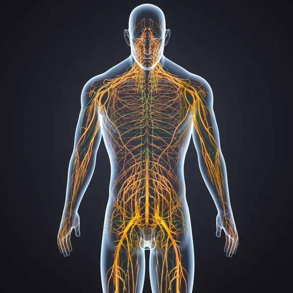 Sinir sistemi ve lenf bezleri — Stok fotoğraf