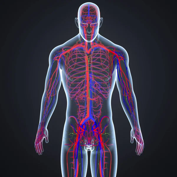 Blutgefäße und Lymphknoten — Stockfoto