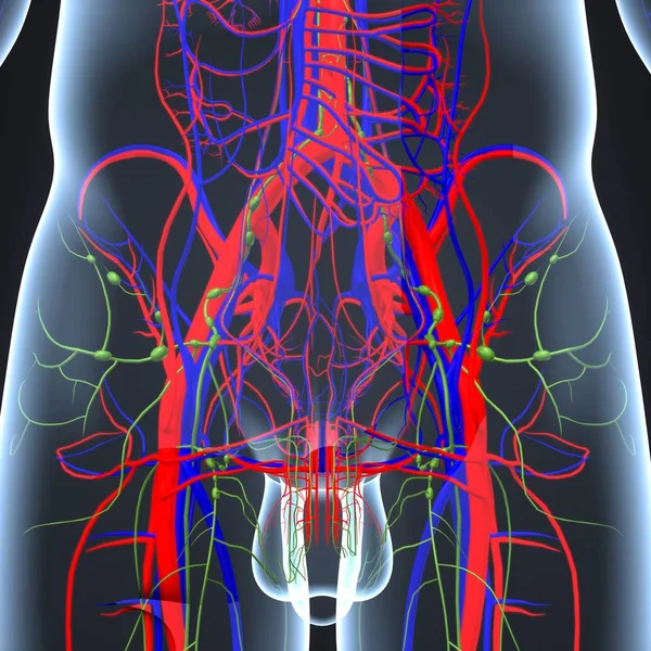 Sistema circulatório com linfonodos — Fotografia de Stock