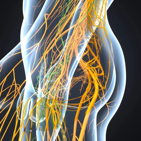 Nervous system with lymph nodes — Stock Photo, Image