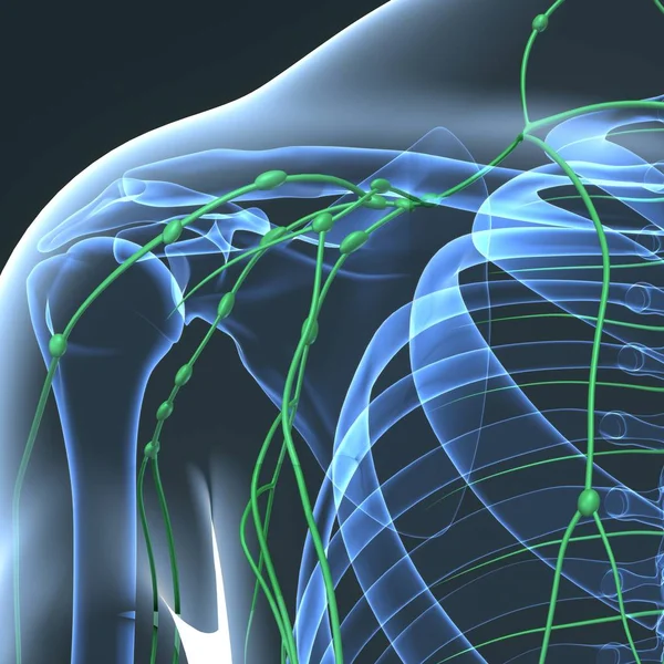 Human Lymph nodes