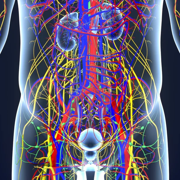 Sistema nervoso com linfonodos — Fotografia de Stock