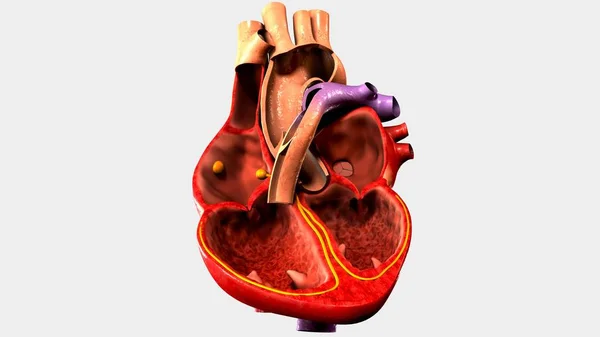 Ludzkiego mięśnia sercowego — Zdjęcie stockowe