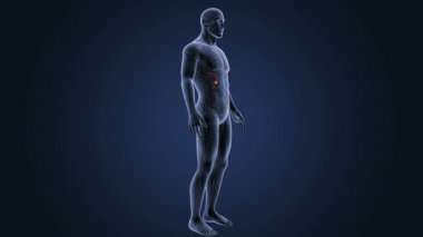 İnsan vücudu anatomisi 