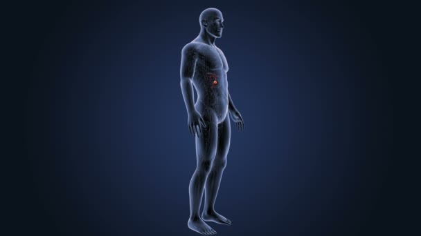 Anatomie van het menselijk lichaam — Stockvideo