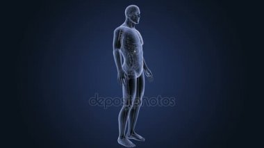 İnsan vücudu anatomisi 