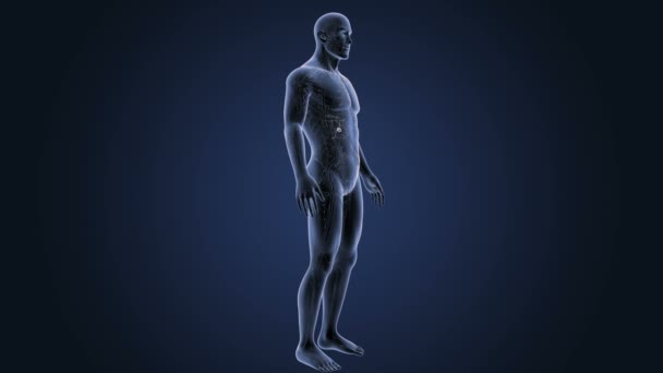İnsan vücudu anatomisi — Stok video