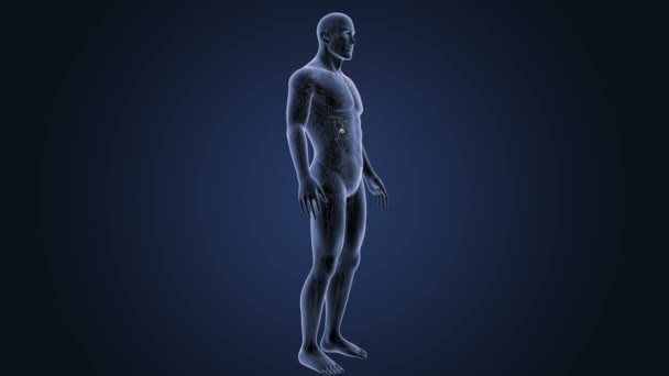 Anatomía del cuerpo humano — Vídeo de stock