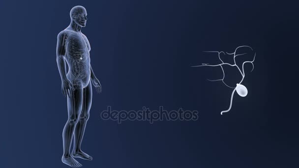 Anatomía del cuerpo humano — Vídeo de stock