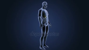 İnsan vücudu anatomisi 