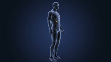 İnsan vücudu anatomisi 