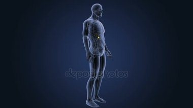 İnsan vücudu anatomisi 