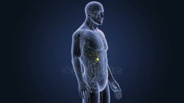 İnsan vücudu anatomisi 