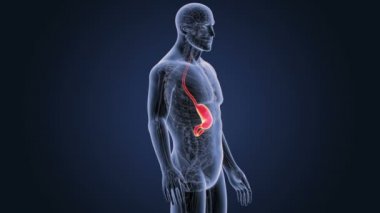 İnsan vücudu anatomisi 