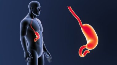 İnsan vücudu anatomisi 